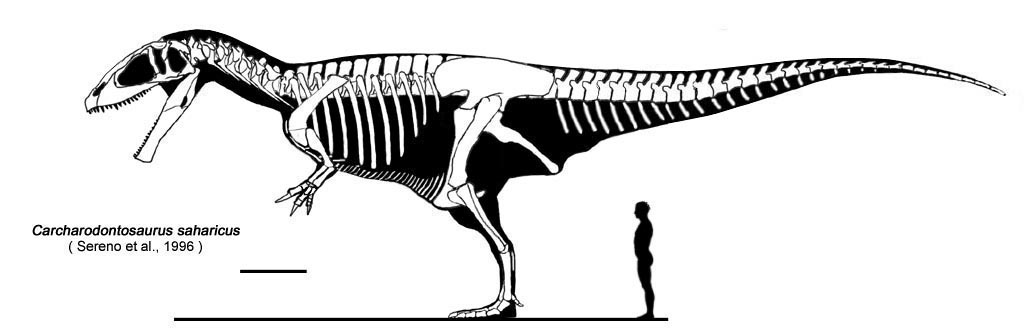 carcharodontosaurus_skeleton_01