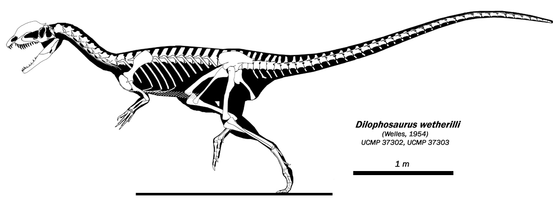 dilophosaurus_skeleton_01.jpg