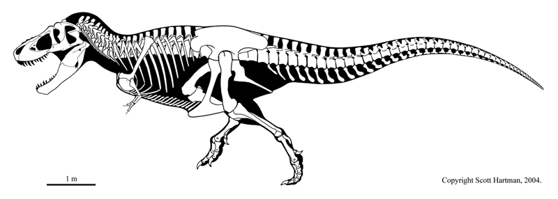 1000+ images about Dinosauricon T :Tyrannosauroidae on Pinterest | The ...